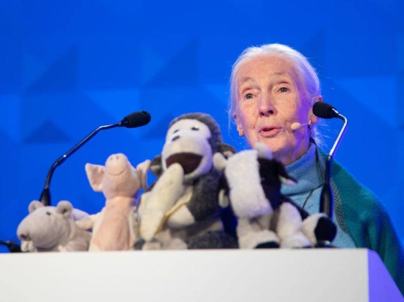 jane goodall speaking at the international conference